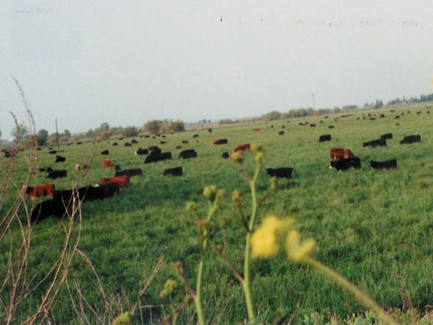 Schmitz Ranch cows grazing in a large and open field